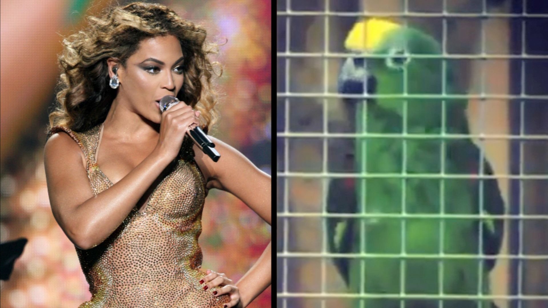 Bir papağan muhteşem bir Beyonce şarkısı seslendirdi ve büyük bir hayran kitlesine sahip oldu