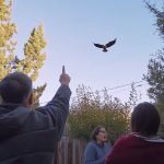 Eagle Snatches Puppy from Yard – What the Neighbors Discover Will Blow Your Mind ➤ haberion.com