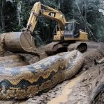 VIDEO. A giant anaconda was caught and posed for the camera ➤ haberion.com