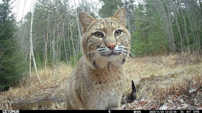 A Trail Camera Captures What No One Should See ➤ haberion.com
