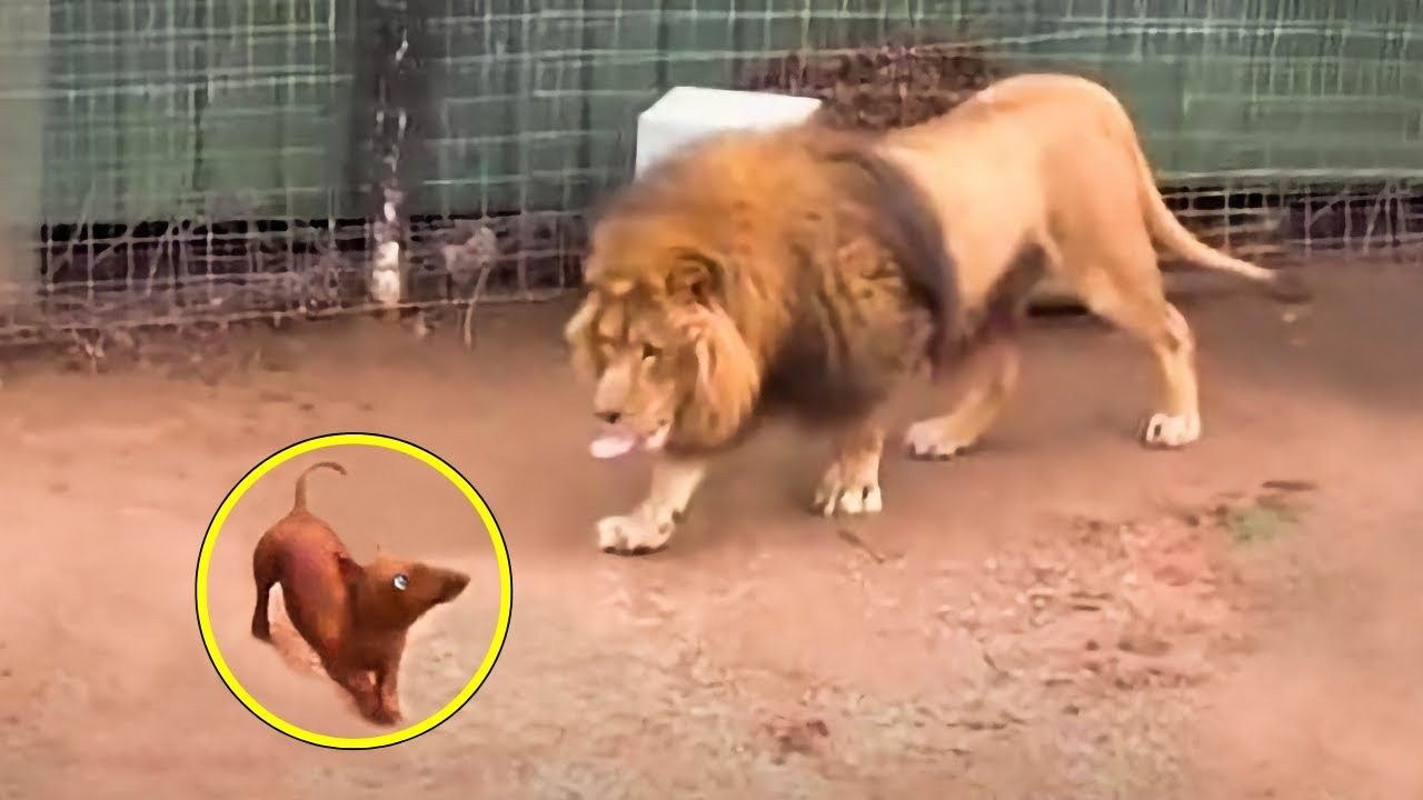 People threw a dachshund into a lion’s cage and could not predict its reaction ➤ haberion.com