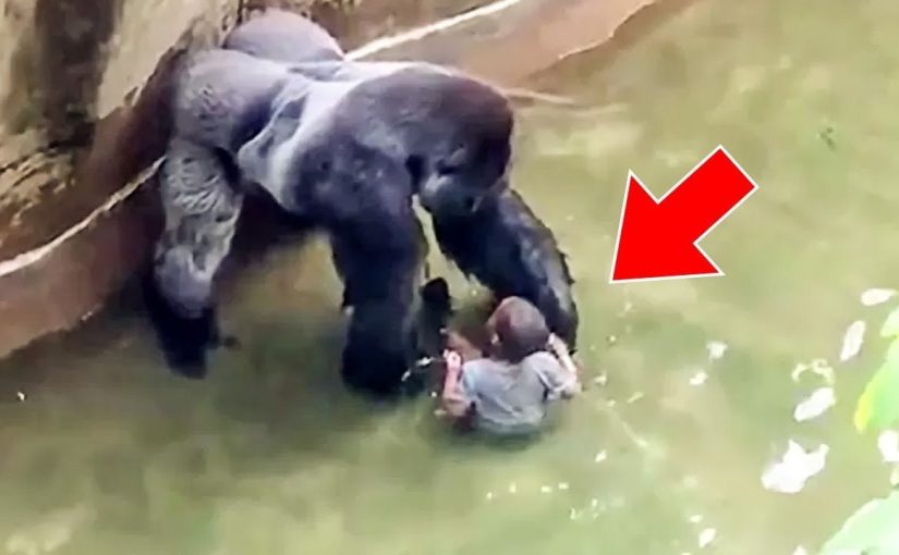 Child Fell Into Gorilla Enclosure, After Which Gorillas Do Something Incredible ➤ haberion.com