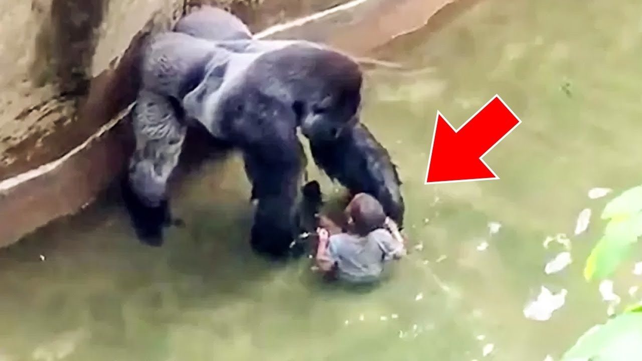 Child Fell Into Gorilla Enclosure, After Which Gorillas Do Something Incredible ➤ haberion.com