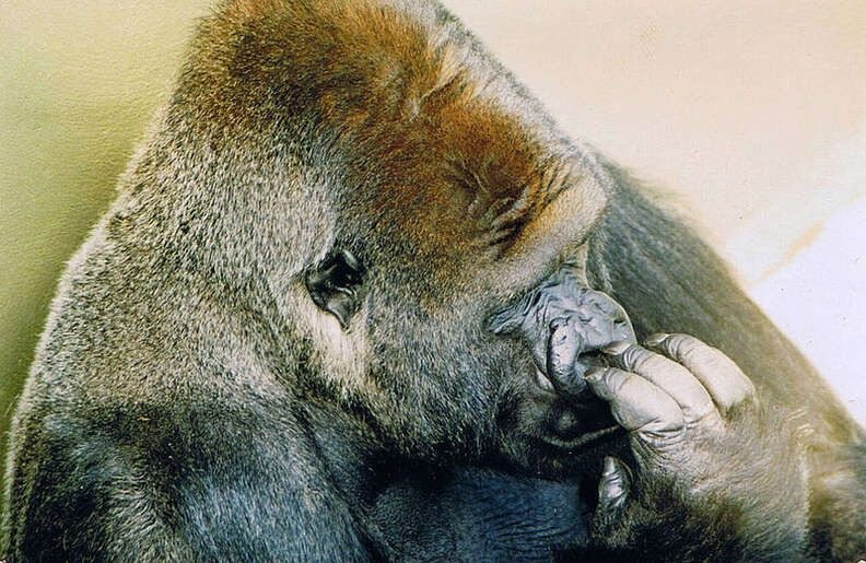 Child Fell Into Gorilla Enclosure, After Which Gorillas Do Something Incredible