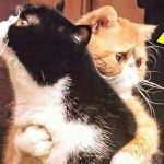 Kedi Uyutulmadan Önce Arkadaşına Sarılmaya Devam Ediyor – Bunun ardındaki sebep sizi solgunlaştıracak! ➤ haberion.com