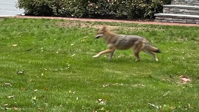 Çakal, Köpeğini Bahçeden Kaptı – Neler Olduğunu İzleyin