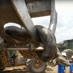 Brezilya’da İnşaat Alanında 10 Metrelik Anaconda Bulundu: Tarihin En Büyük Yılanı Olabilir mi? ➤ haberion.com