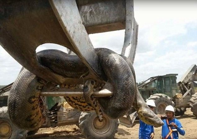 Brezilya’da İnşaat Alanında 10 Metrelik Anaconda Bulundu: Tarihin En Büyük Yılanı Olabilir mi? ➤ haberion.com