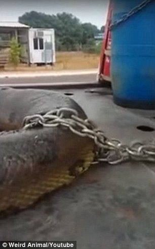 Brezilya’da İnşaat Alanında 10 Metrelik Anaconda Bulundu: Tarihin En Büyük Yılanı Olabilir mi?