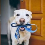 Il tuo cane ti capisce? 10 abitudini a cui vale la pena prestare attenzione ➤ haberion.com