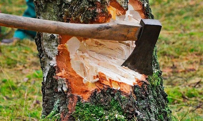 Vicino maleducato ignora l’avvertimento e taglia l’albero… poi trova questo dentro! ➤ haberion.com