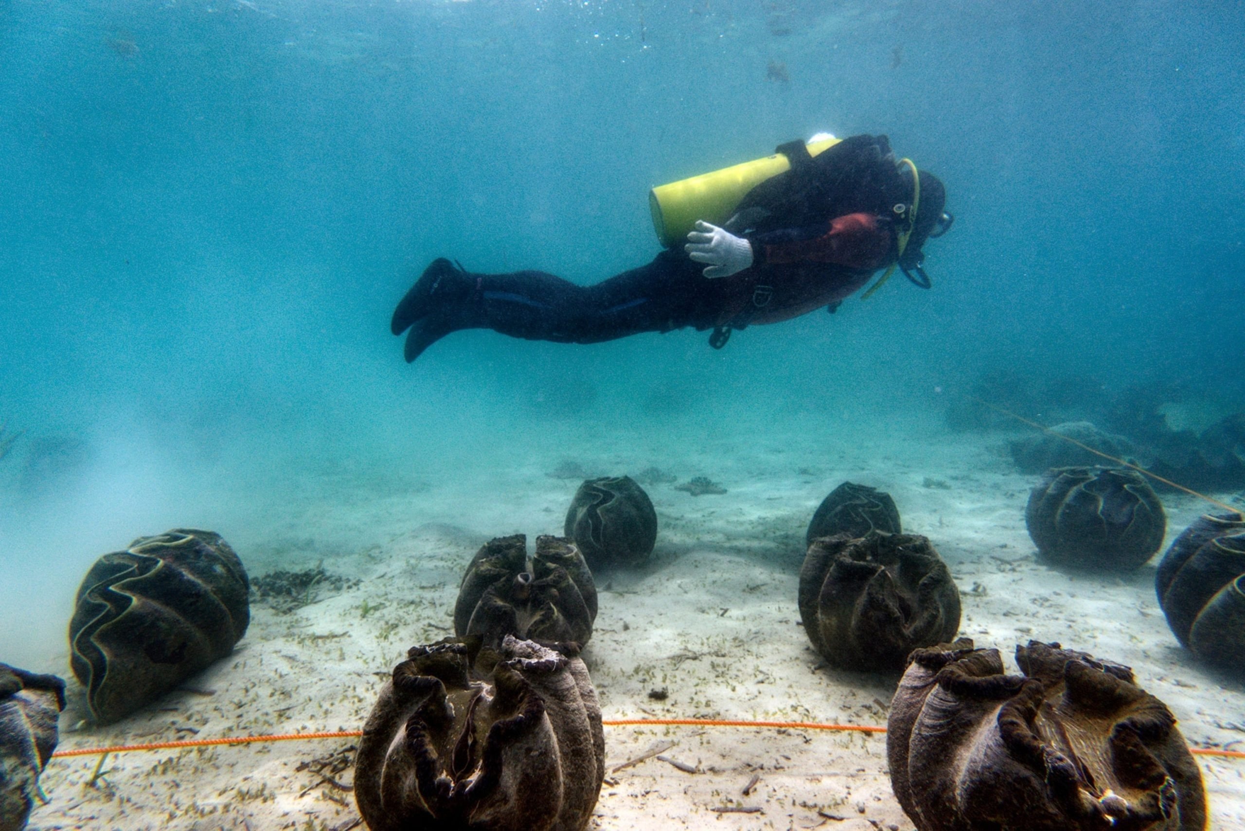 Dev bir deniz kabuğuna benzeyen bir şeyi güverteye kaldırdı. Ama içeri bakar bakmaz, soğuk bir korku onu sardı