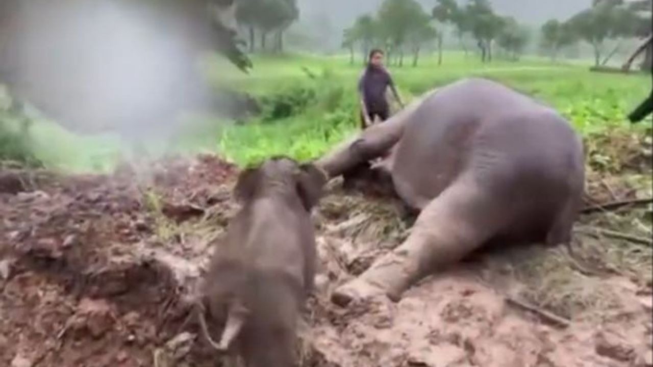 經過11小時的挖掘，大象讓所有人大吃一驚