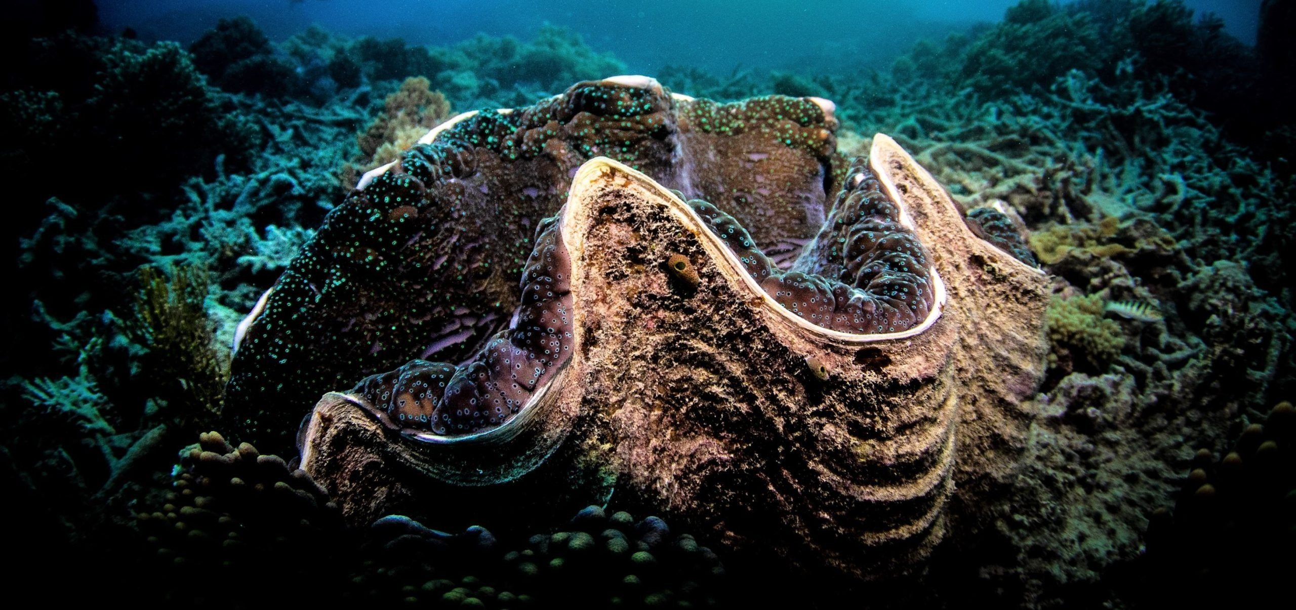 Dev bir deniz kabuğuna benzeyen bir şeyi güverteye kaldırdı. Ama içeri bakar bakmaz, soğuk bir korku onu sardı
