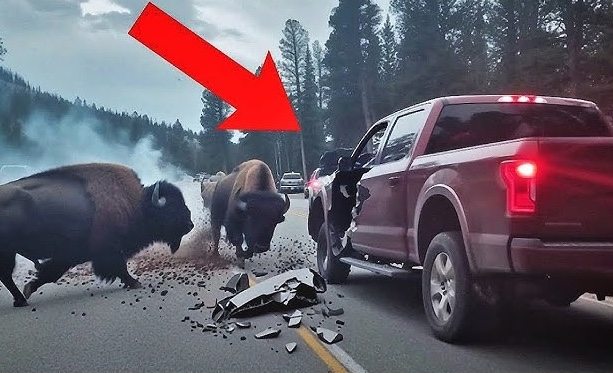 鏡頭捕捉：野生動物靠得太近的瞬間