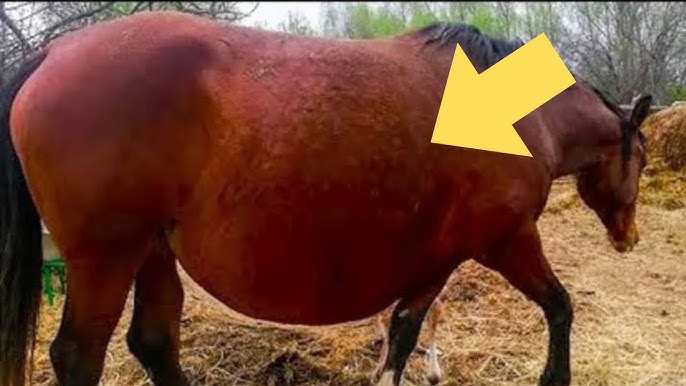 馬兒拒產引發獸醫驚險救援！