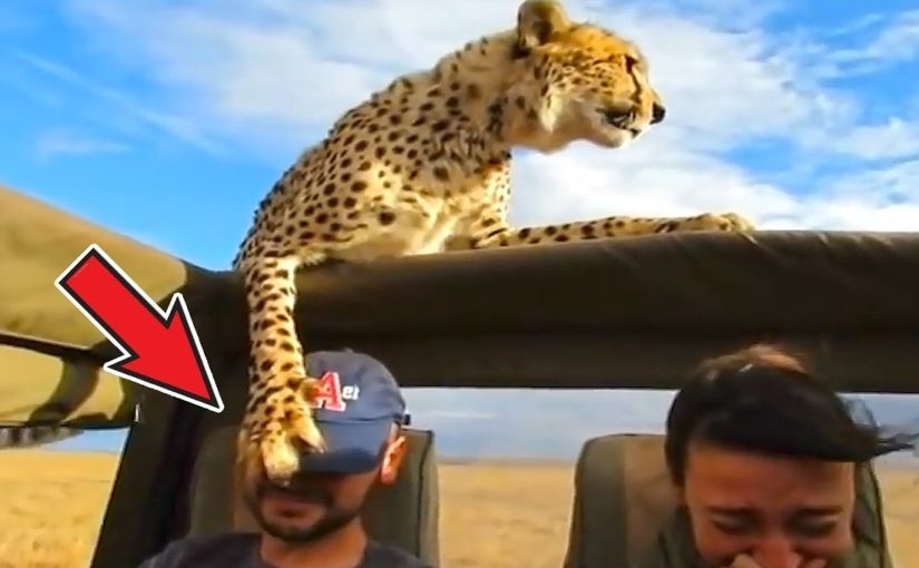 鏡頭捕捉：野生動物靠得太近的瞬間 ➤ haberion.com