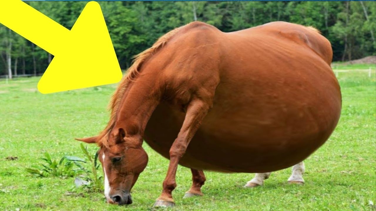 馬兒拒產引發獸醫驚險救援！