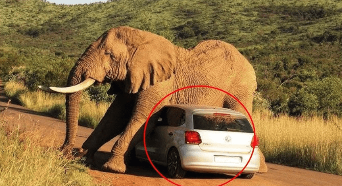 鏡頭捕捉：野生動物靠得太近的瞬間
