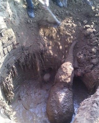 經過11小時的挖掘，大象讓所有人大吃一驚