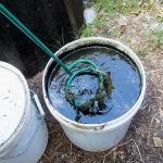 Bahçeye Jelatin Ektiğinizde Ne Olur? ➤ haberion.com