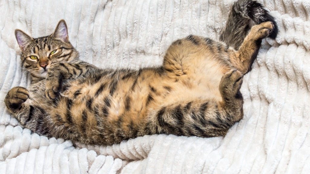 Czy Twój kot pokazuje brzuszek? Oto, co to naprawdę oznacza! ➤ haberion.com