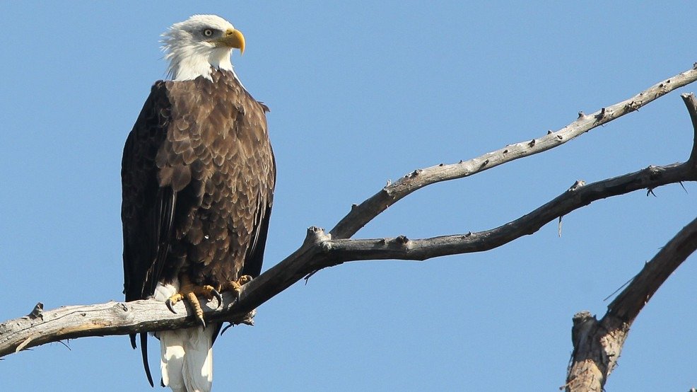 Bir Kel Kartal Hareket Etmeyi Reddediyordu—Ve Sessiz Yalvarışı Bizi Yıkıyordu