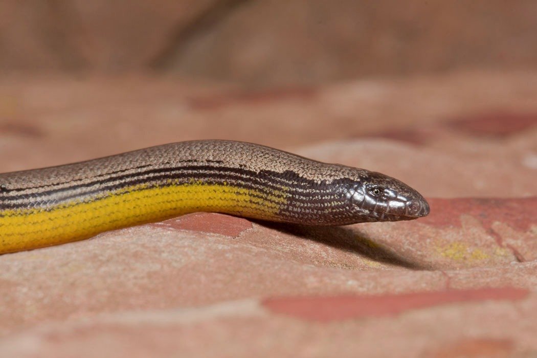 Bahçemde bu yılanı buldum… Ama veteriner onu görünce yüzü bembeyaz oldu ve “Hemen ambulans çağırın!” diye bağırdı