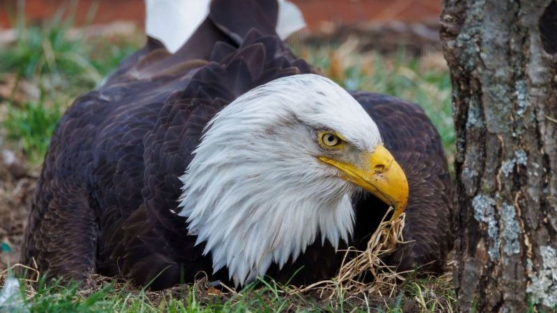 Bir Kel Kartal Hareket Etmeyi Reddediyordu—Ve Sessiz Yalvarışı Bizi Yıkıyordu