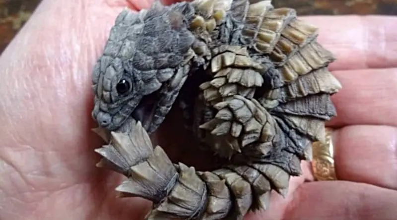Dokuz yaşındaki bir kız ormanda bir kertenkele bulduğunu sandı. Veteriner hekim onu ​​görünce, “Aman Tanrım, uzak dur!” diye bağırdı ➤ Главное.net