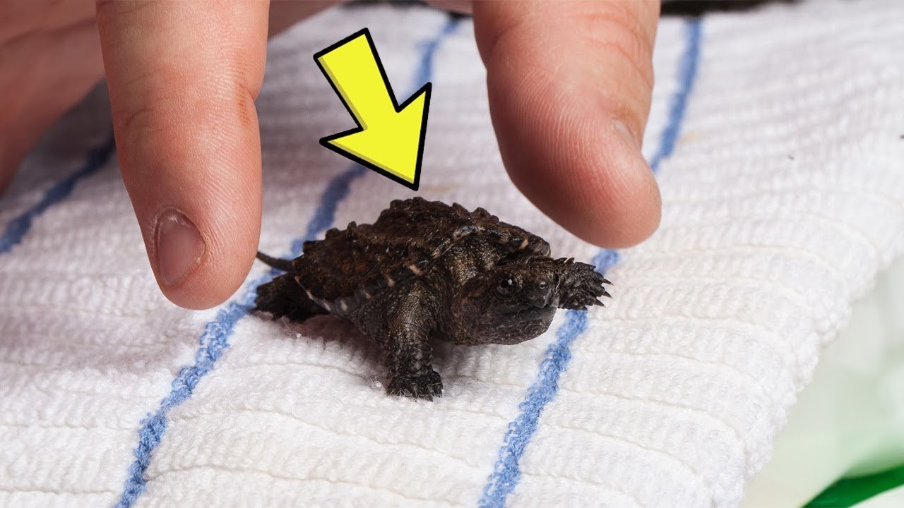 Dokuz yaşındaki bir kız ormanda bir kertenkele bulduğunu sandı. Veteriner hekim onu ​​görünce, “Aman Tanrım, uzak dur!” diye bağırdı