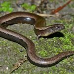 Bahçemde bu yılanı buldum… Ama veteriner onu görünce yüzü bembeyaz oldu ve “Hemen ambulans çağırın!” diye bağırdı ➤ haberion.com