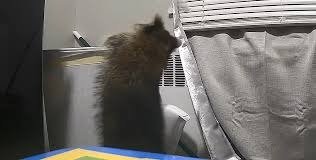 A raccoon has been breaking into a Cincinnati resident’s apartment daily