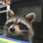 A raccoon has been breaking into a Cincinnati resident’s apartment daily ➤ haberion.com