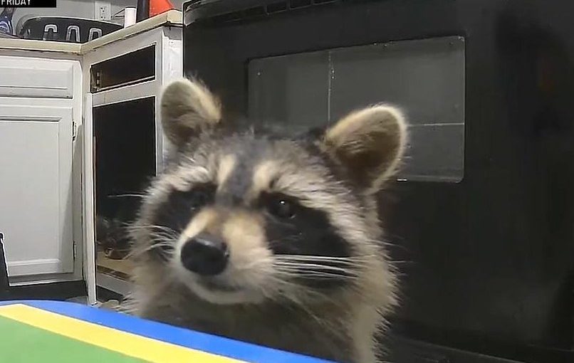 A raccoon has been breaking into a Cincinnati resident’s apartment daily ➤ haberion.com