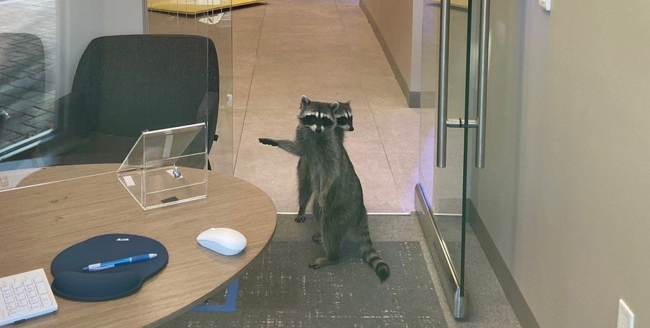 A raccoon has been breaking into a Cincinnati resident’s apartment daily