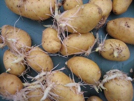 Ce ne sont pas des déchets ! Découvrez pourquoi les germes de pommes de terre sont étonnamment précieux…