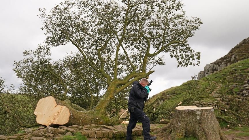 Il n’a pas écouté les mises en garde et a coupé l’arbre… ce qu’il trouve dedans choque tout le quartier !