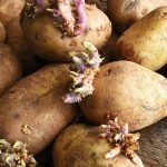 Ce ne sont pas des déchets ! Découvrez pourquoi les germes de pommes de terre sont étonnamment précieux… ➤ haberion.com