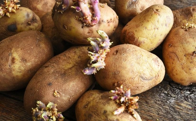 Ce ne sont pas des déchets ! Découvrez pourquoi les germes de pommes de terre sont étonnamment précieux… ➤ haberion.com