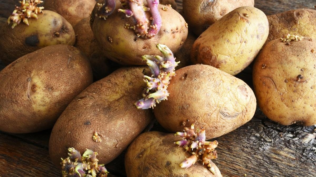 Ce ne sont pas des déchets ! Découvrez pourquoi les germes de pommes de terre sont étonnamment précieux… ➤ Главное.net