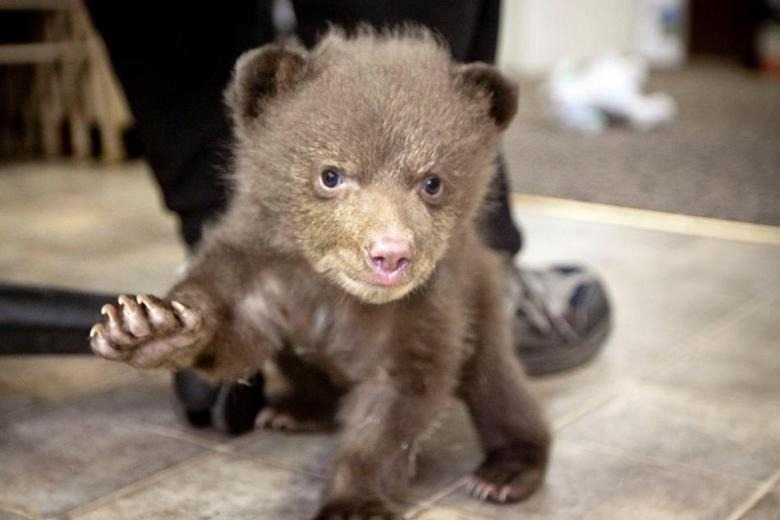 Voici ce que l’ours a fait à l’homme qui avait sauvé son ourson… personne ne s’y attendait !