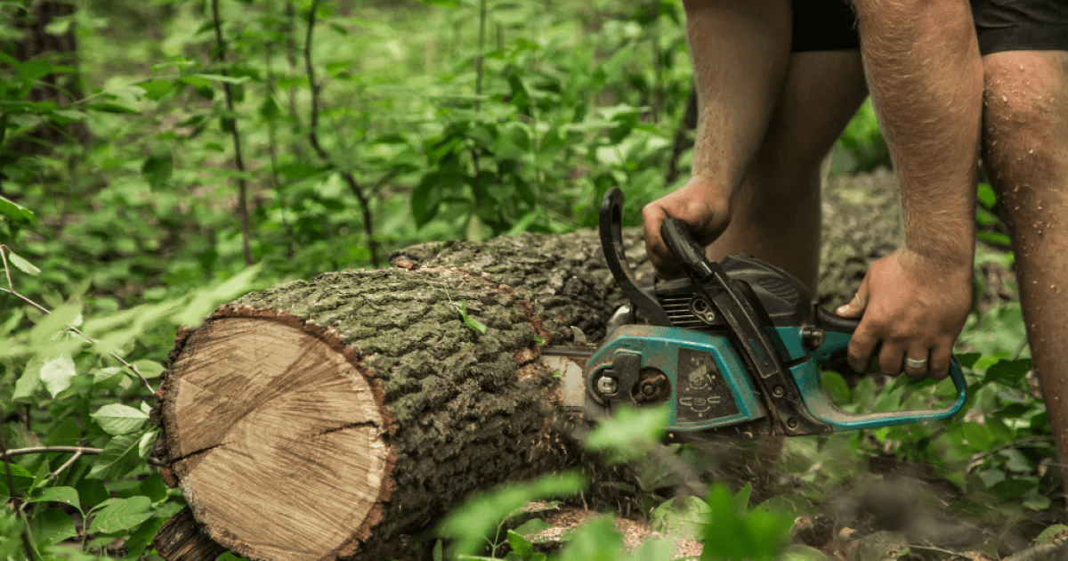 Il n’a pas écouté les mises en garde et a coupé l’arbre… ce qu’il trouve dedans choque tout le quartier !