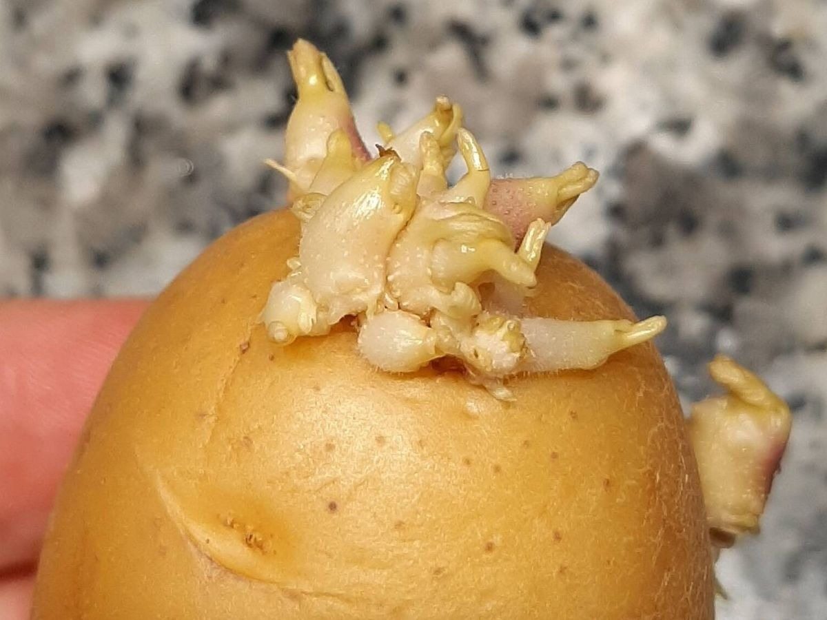 Ce ne sont pas des déchets ! Découvrez pourquoi les germes de pommes de terre sont étonnamment précieux…