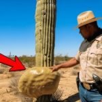 Un garde forestier tombe sur un cactus saguaro anormal… ce qu’il découvre en l’ouvrant le laisse sans voix et il le regrette aussitôt ! ➤ haberion.com