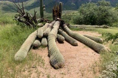 Un garde forestier tombe sur un cactus saguaro anormal… ce qu’il découvre en l’ouvrant le laisse sans voix et il le regrette aussitôt !