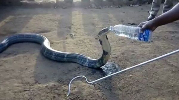 קוברת מלך קטלנית שתתה מים מבקבוק בשלווה מפתיעה – המראה הזה הימם את כולם! ➤ haberion.com