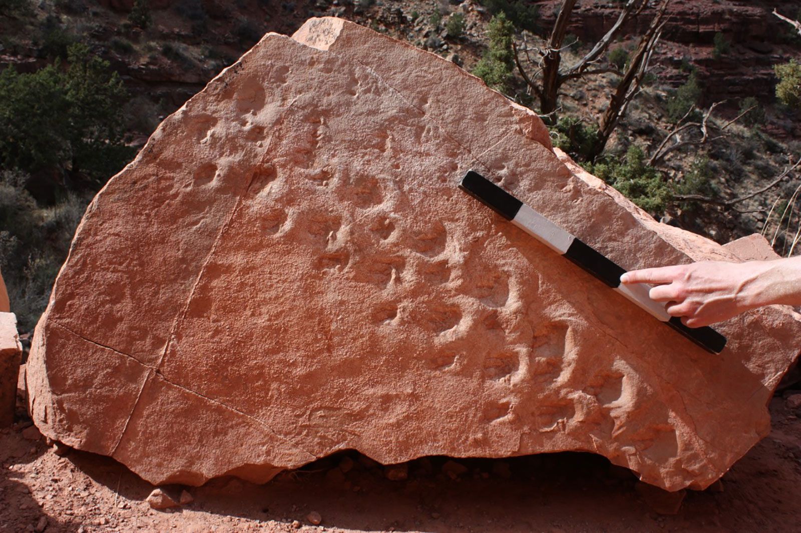 A Grand Canyon avalanche revealed the footprints of a creature that lived 313 million years ago