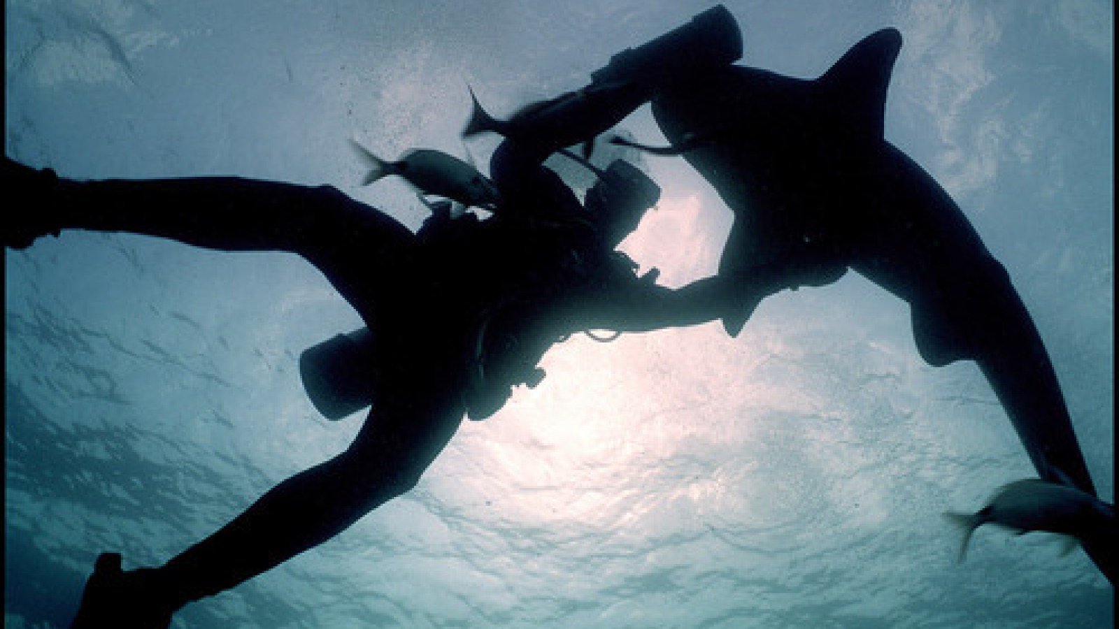 A fisherman encountered a huge shark—what they discovered inside it became a real sensation