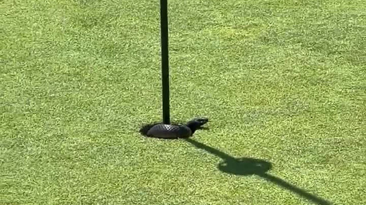 Une partie de golf vire au cauchemar lorsqu’un serpent venimeux surgit du green… regardez la vidéo !